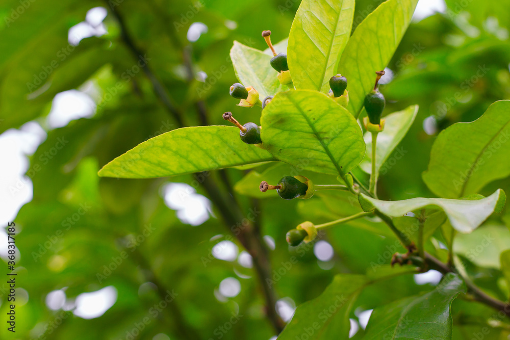 Young Pomelo, Citrus maxima on tree. Citrus Bud and flower with blurry nature background Young Pomelo, Citrus maxima on tree. Citrus Bud and flower with blurry nature background