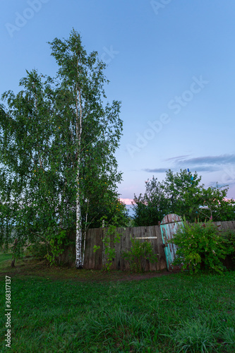 Beautiful rural view on the old wooden fence and the birch tree in the evening. Vertical image.