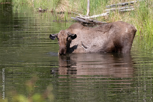 Cow Moose Feeding in a Pond
