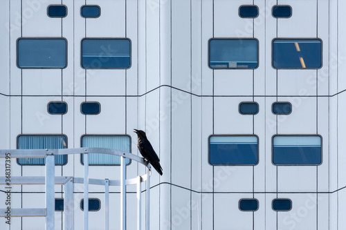Bird Crow in front of hosptal