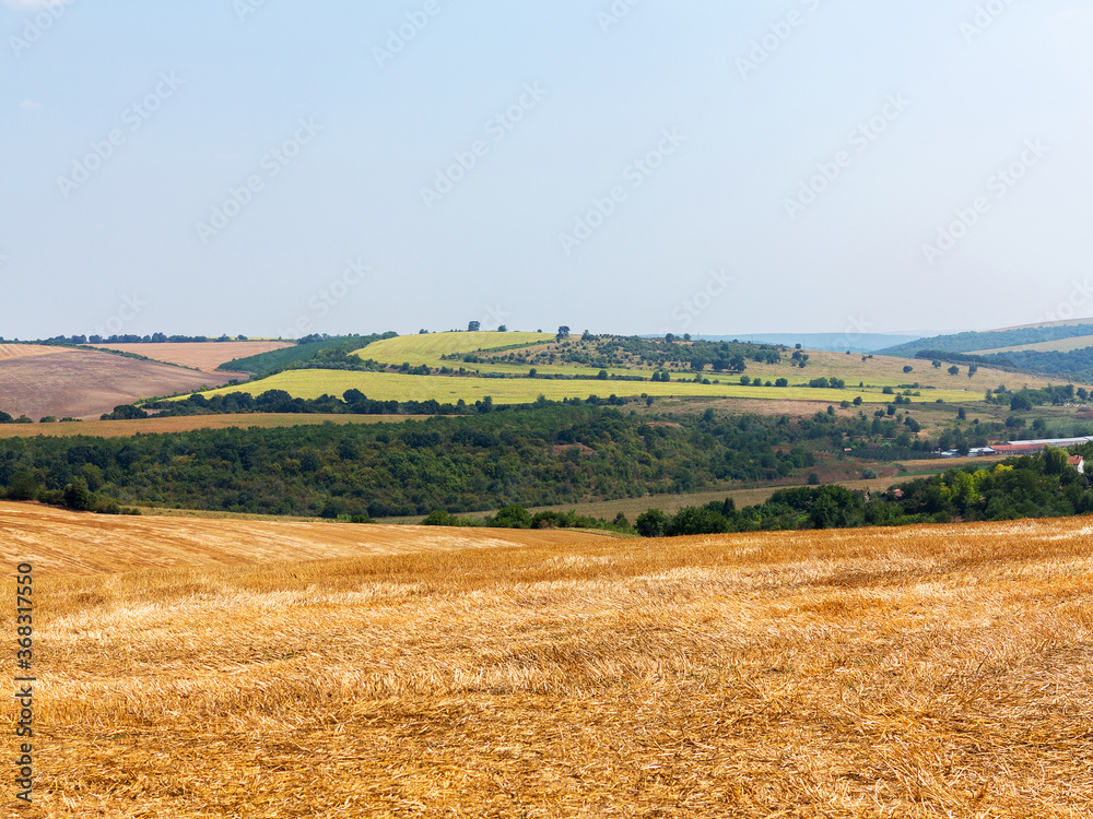 mown field on a bright autumn day. Collect grain harvest. Farming, idyll landscape background mown field on a bright autumn day. Collect grain harvest. Farming, idyll landscape background