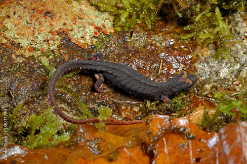 Northern spectacled salamander / Nördlicher Brillensalamander (Salamandrina perspicillata) photo