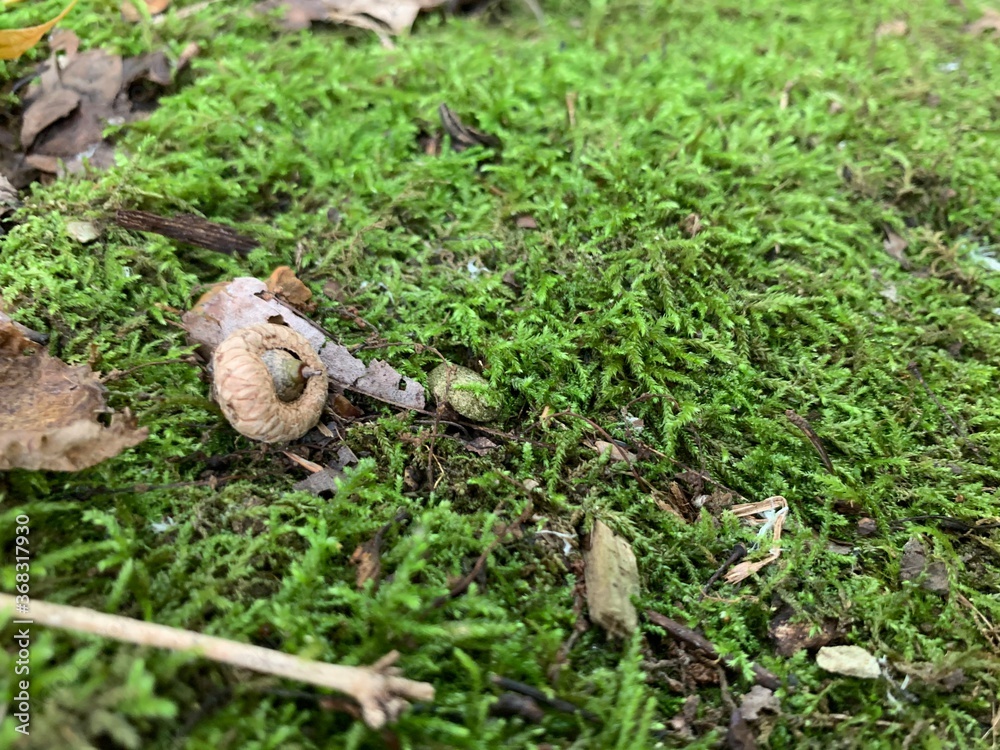 Obraz premium moss and snail