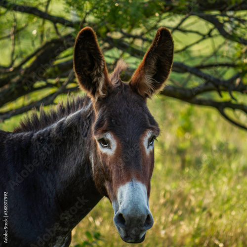 donkey in field © Larry