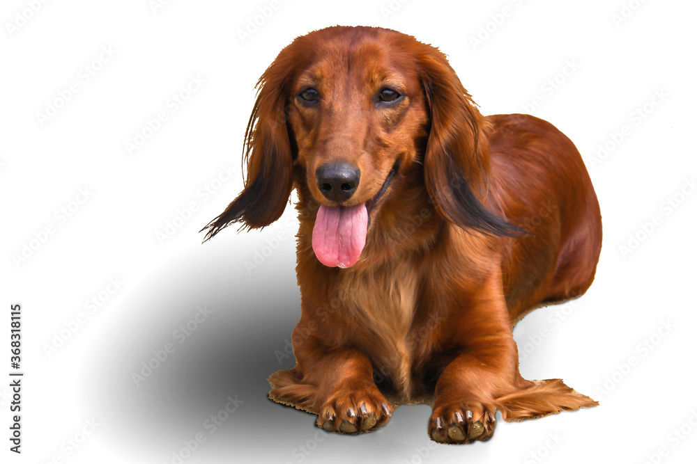Portrait of a dog breed longhair Dachshund bright red color on a white background.