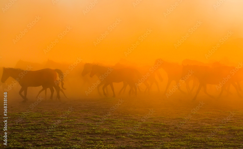 Spectacular view of wild horses at sunset. Everywhere dust cloud. Kayseri. Turkey.
