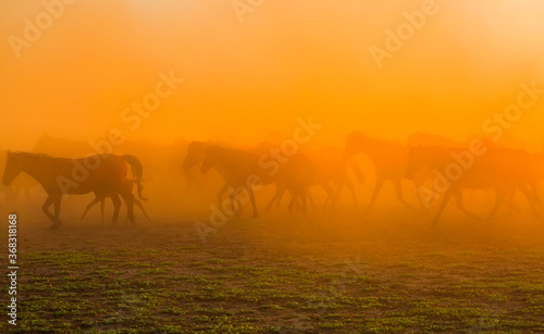 Spectacular view of wild horses at sunset. Everywhere dust cloud. Kayseri. Turkey. 