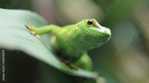Lézard Gecko à l'affût