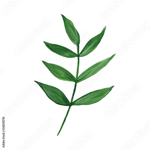 Green leaf watercolor hand painted floral illustration. Plants  leaves  branches isolated on white background.