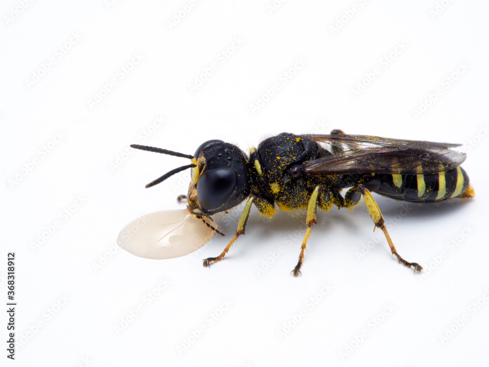 P1010149 very cute tiny squarehead wasp, Ectemnius species, drinking from a drop of honey, Delta, British Columbia, Canada cECP 2020 P1010149 very cute tiny squarehead wasp, Ectemnius species, drinking from a drop of honey, Delta, British Columbia, Canada cECP 2020
