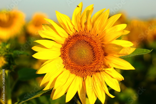 sunflower in the field