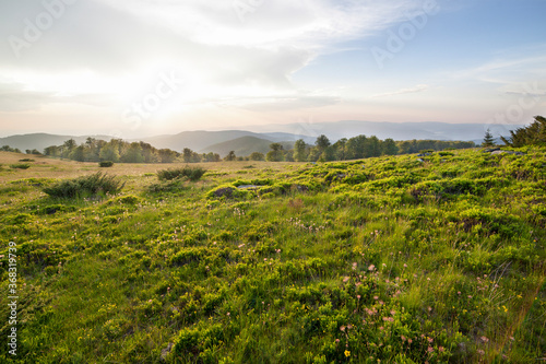 Sunset over green field