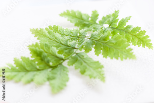 Green fern leaf on a white background. Macro shooting of a sheet.