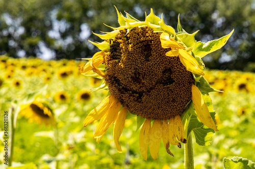 Sunflowers at Matthiessen State Park A1R_7020 photo