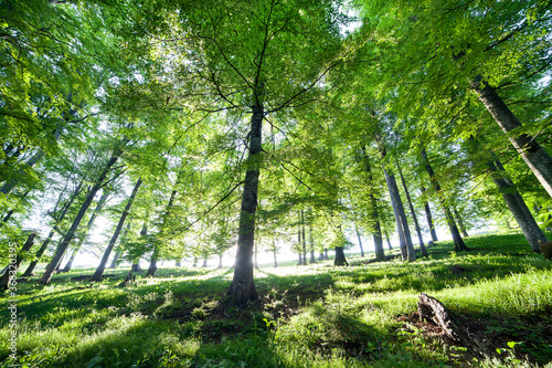 Forest trees. nature green wood sunlight backgrounds