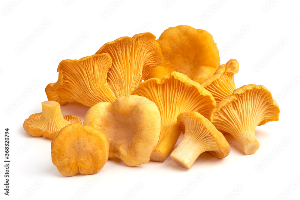 Chanterelles mushrooms, isolated on white background