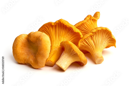 Chanterelles mushrooms, isolated on white background photo