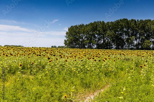 Sunflowers at Matthiessen State Park A1R_7041 photo