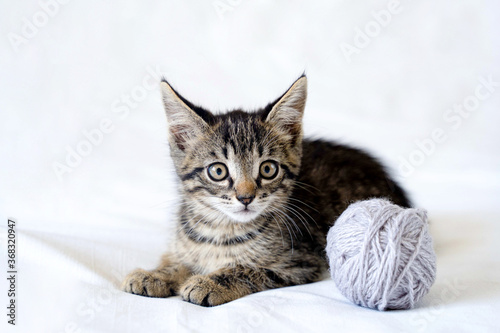 cute funny little kitten is lying on a white background and playing with a ball of yarn