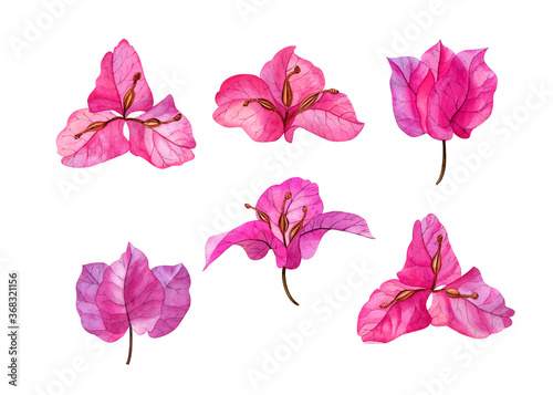 Watercolor hand drawn pink bougainvillea flowers. Can be used as print, postcard, invitation, greeting card, textile, packaging design, stickers, tattoo and so on.