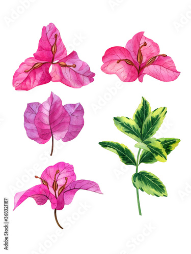 Watercolor hand drawn pink bougainvillea flowers. Can be used as print  postcard  invitation  greeting card  textile  packaging design  stickers  tattoo and so on.