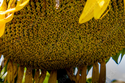 Sunflowers at Matthiessen State Park A1R_7046 photo