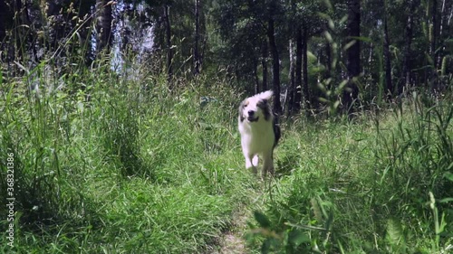 Australian Shepherd with rare eye heterochromia. One eye is light blue the other eye is brown. The dog runs along the path among the grass. Slo motion video