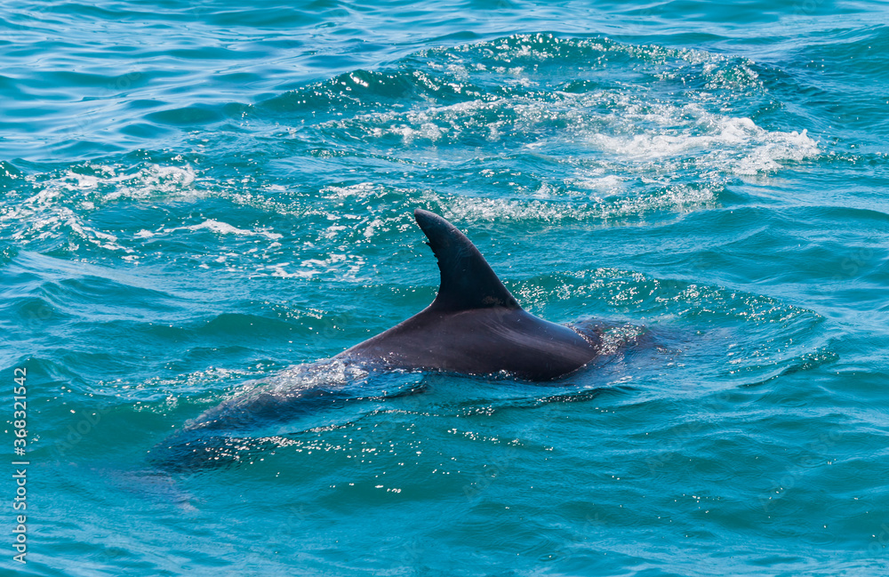 Fototapeta premium Dolphin in Bay of Islands, New Zealand