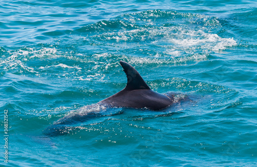 Dolphin in Bay of Islands  New Zealand