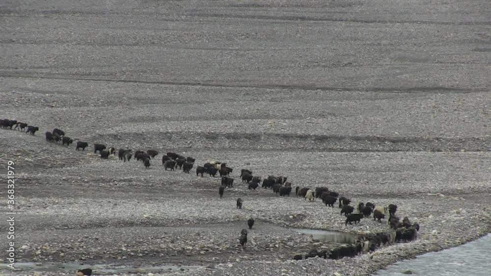 Chèvres en file s'apprêtent à traverser un pont. Plongée et zoom arrière ensemble montagne. Himalaya, Népal, Mustang, Kali Gandhaki