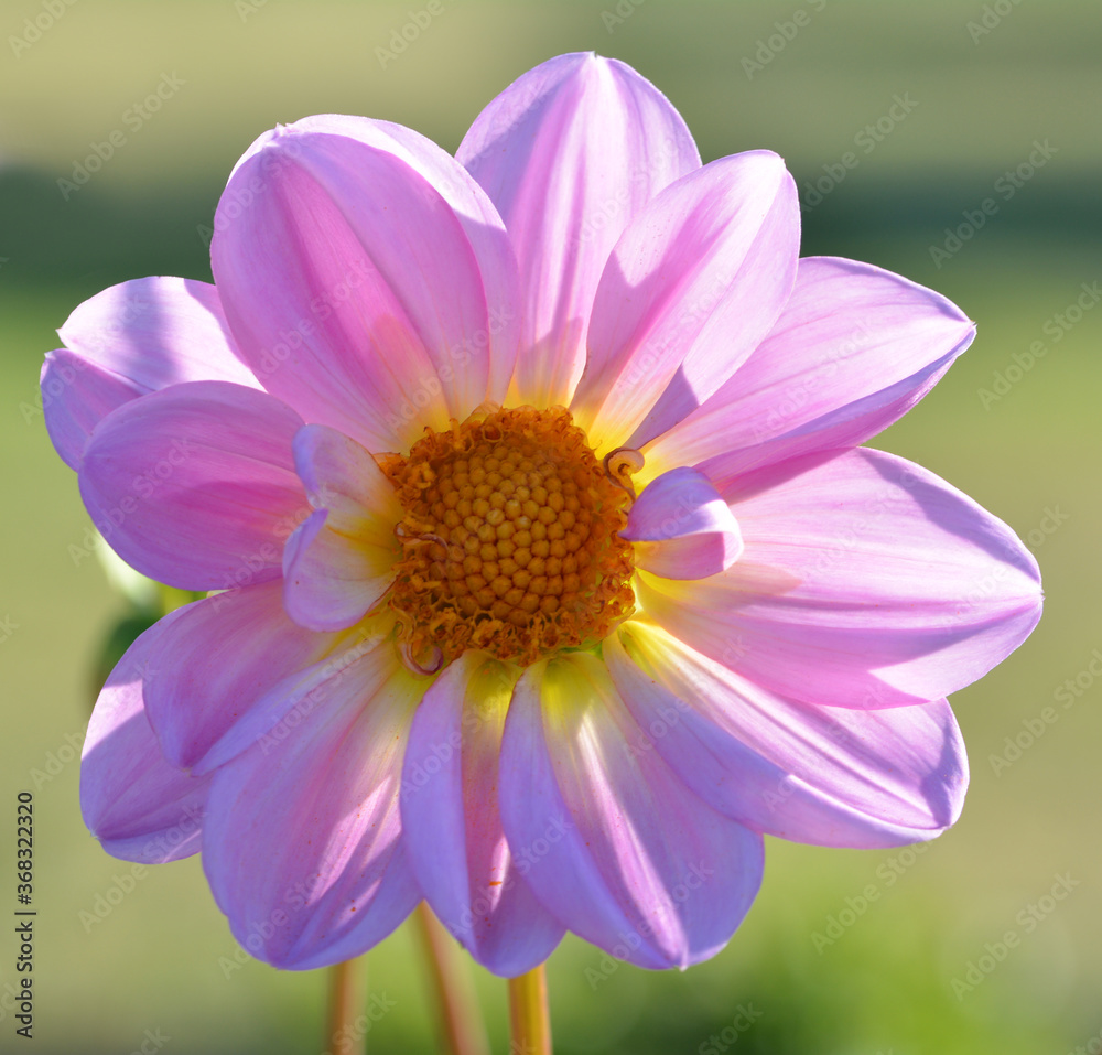 Dahlia Dahlia