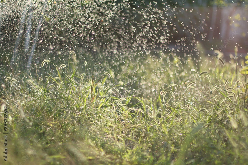 Grass closeup with fine water drops spraying down creating a beautiful light effect background
