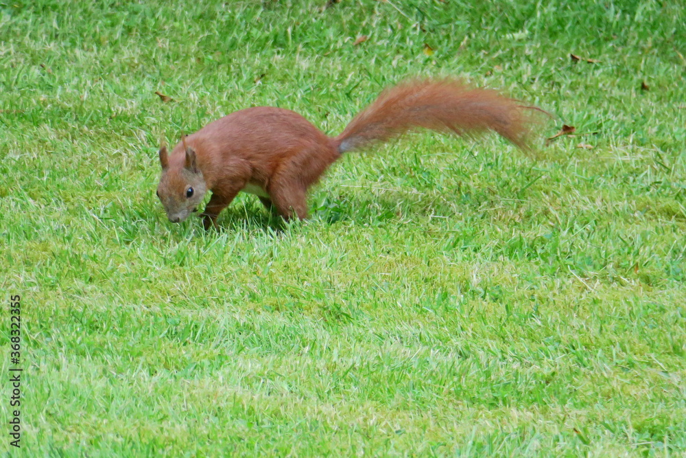 Fototapeta premium Eichhörnchen 01