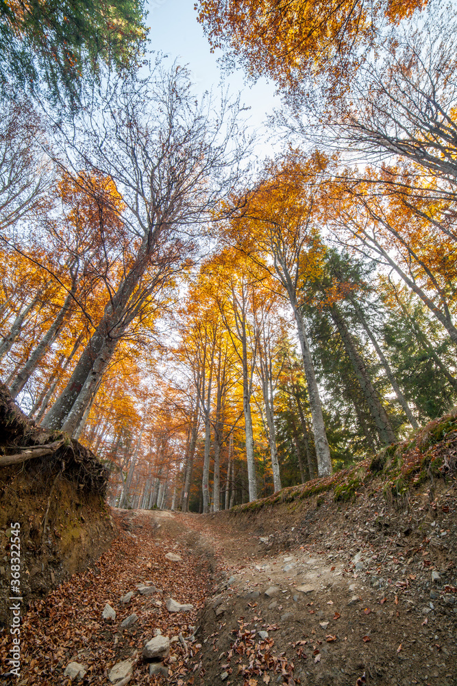 Obraz premium Autumn Forest