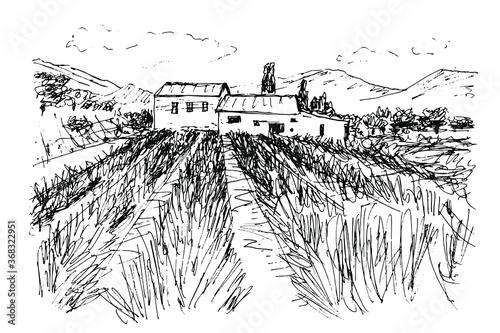 Black and white sketch by pen on a white background. Hilly landscape in Provence. Lavender field, farmhouses among cypresses and olives. Isolated vector drawing.