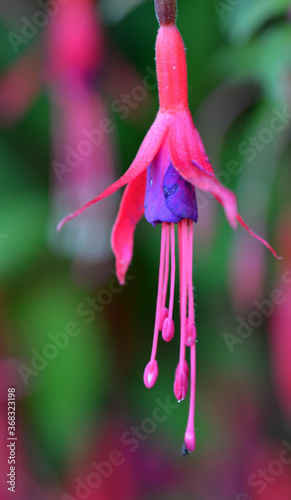 Fuchsia