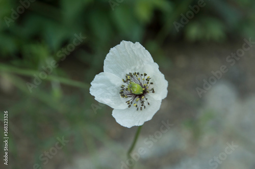 close-up: white breadseed poppy flower photo