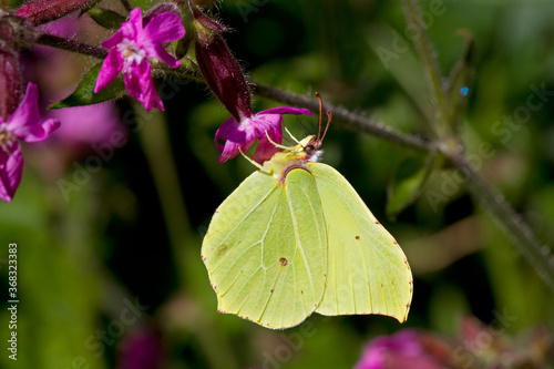 Common brimstone butterfly on the pink flower of Red campion