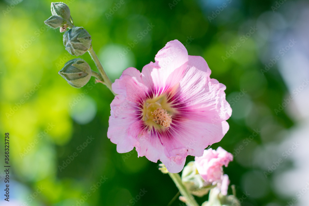 Obraz premium pink mallow