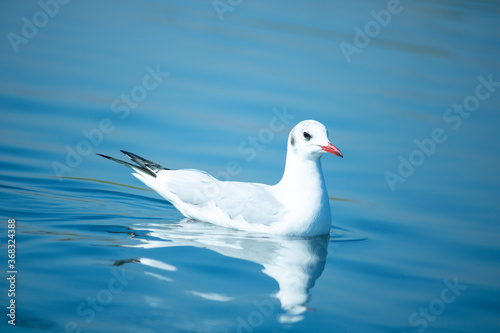 Seagull Swimming on the Water