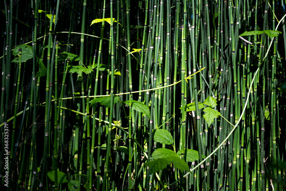 Obraz premium Bild ausfüllender Schachtelhalm (Equisetum arvense)