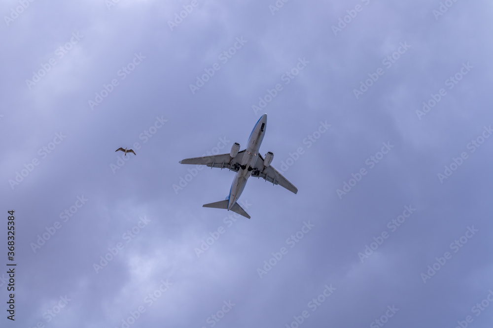 An airplane and a seagull fly together in a blue sky on a beautiful sunny day just minutes from landing at the airport of Fuerteventura, Canary Islands. An airplane and a seagull fly together in a blue sky on a beautiful sunny day just minutes from landing at the airport of Fuerteventura, Canary Islands.