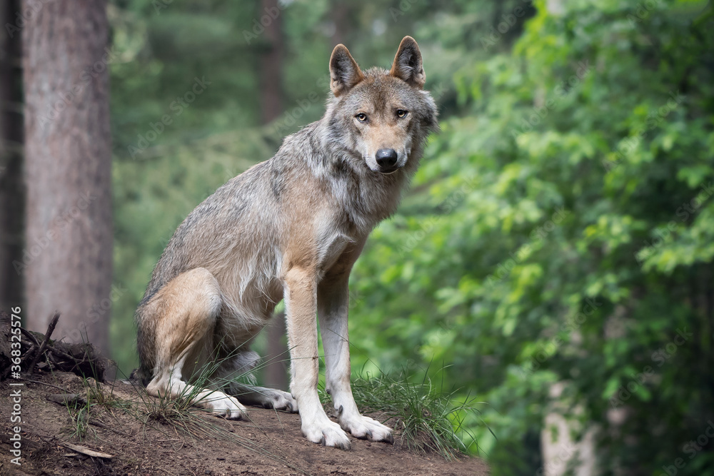 Fototapeta premium Wolf in the Forest