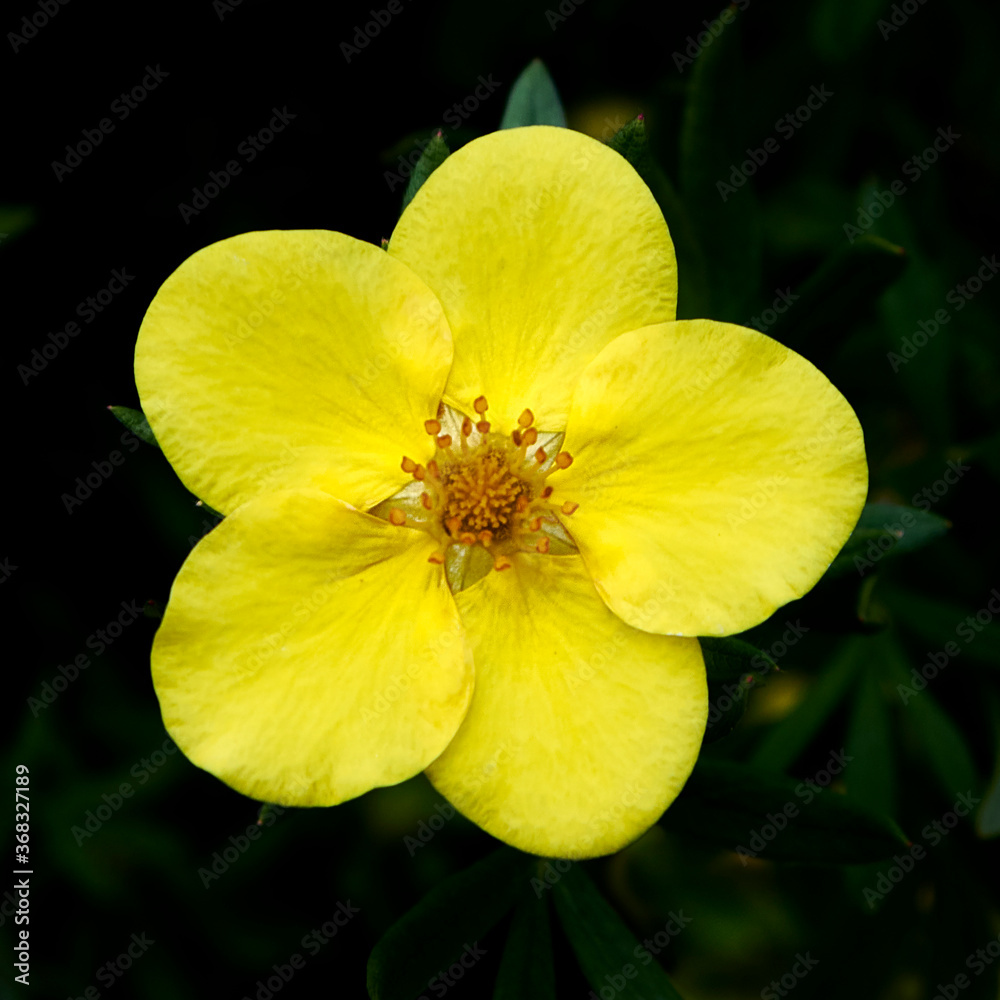 Moscow. In the Tsaritsyno park. Shrub quinquefoil - Dasiphora fruticosa
