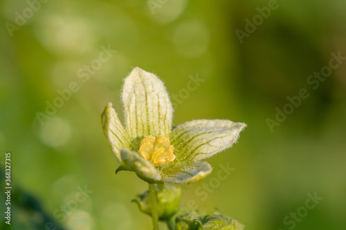 Macro shot of a white bryony (bryonia alba) flower photo