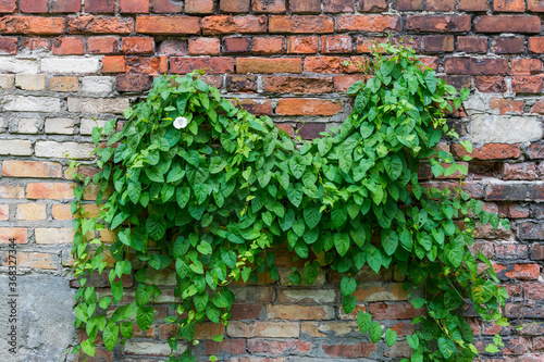 Brick wall with wild creeping ivy (hedera) leaves and lonely white blossoming flower