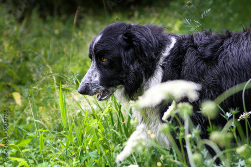 Border Collie Bryn photo