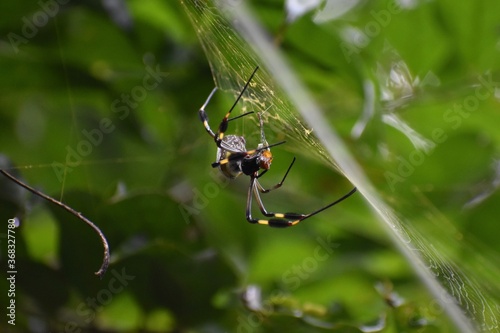 spider in a web © Ryan