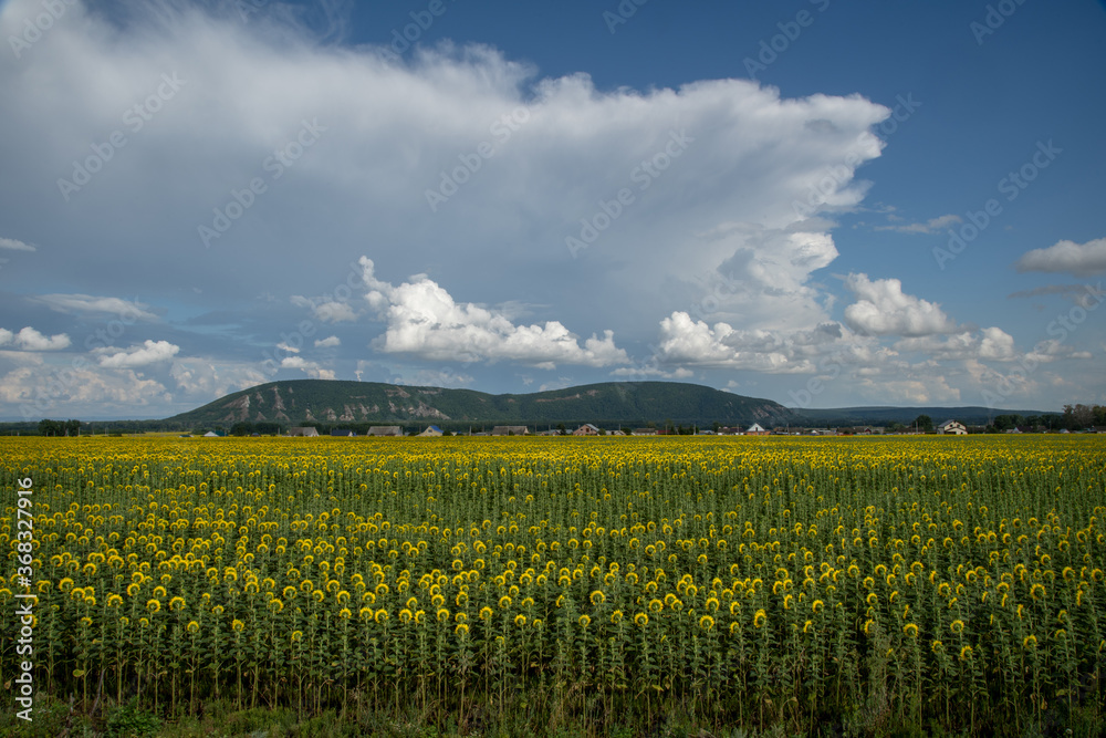 A large field of blooming sunflower against the background of the village and mountains. There are beautiful clouds in the sky.
