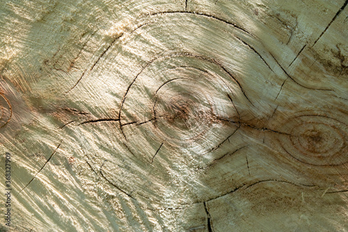A close-up of a saw cut from a tree. Wood structure background with rings and cracks. Wooden texture.